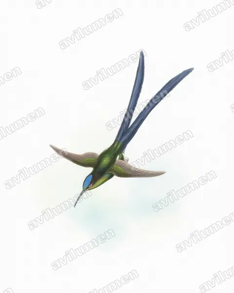 Illustration im Stil Aquarell: Scherenschwanznymphe (Hylonympha macrocerca)