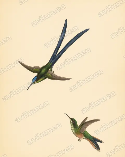 Illustration im Stil Historische Tafel: Scherenschwanznymphe (Hylonympha macrocerca)