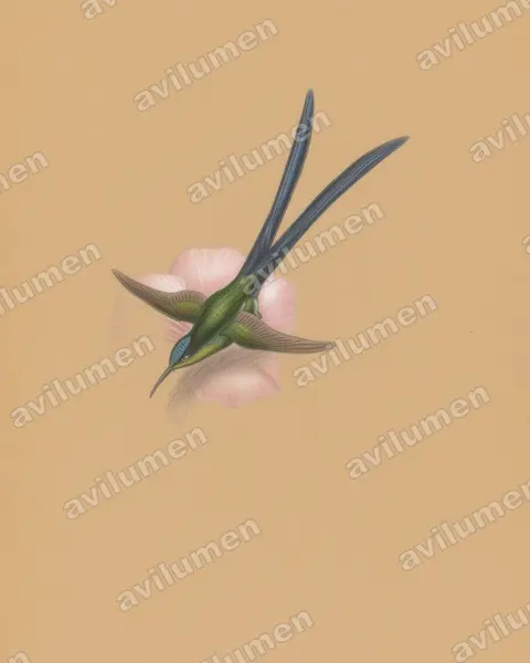 Illustration im Stil Buntstift: Scherenschwanznymphe (Hylonympha macrocerca)