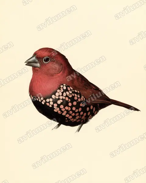Ilustración en Lámina antigua: Hypargos margaritatus (Estrilda golirrosa)