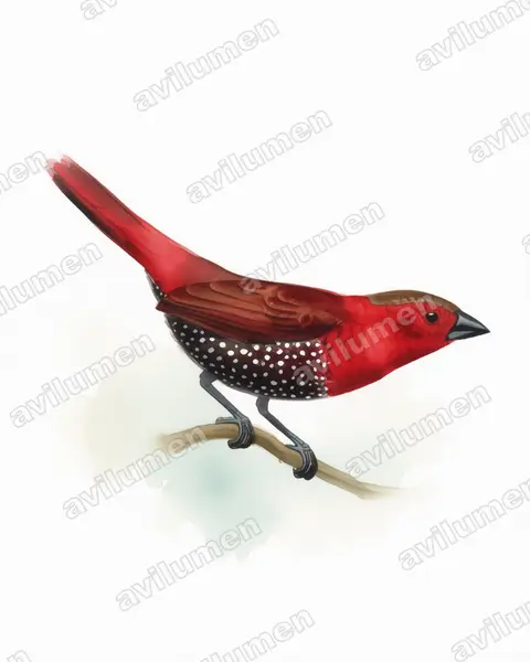 Illustration im Stil Aquarell: Roter Tropfenastrild (Hypargos niveoguttatus)