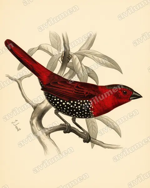 Illustration im Stil Historische Tafel: Roter Tropfenastrild (Hypargos niveoguttatus)
