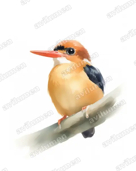 African dwarf kingfisher(Ispidina lecontei)的水彩插画