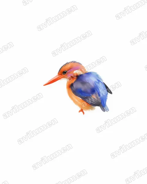 Ilustración en Acuarela: Ispidina picta (Martín pigmeo africano)