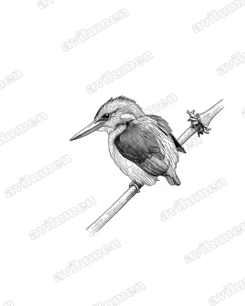 Ilustración en Tinta: Ispidina picta (Martín pigmeo africano)