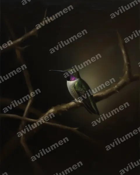 Oil illustration: Klais guimeti (Violet-headed hummingbird)
