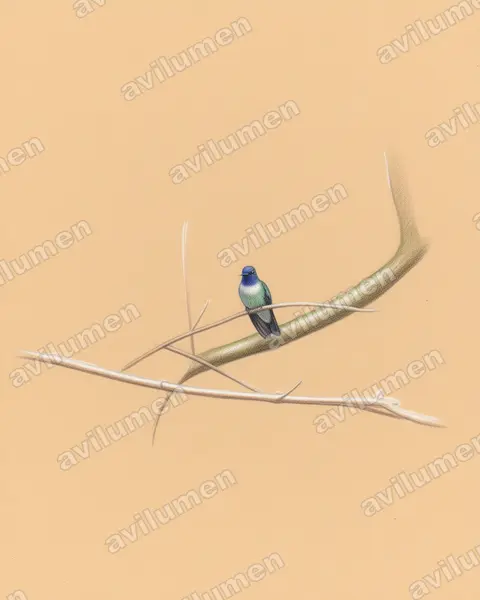 Colored pencil illustration: Klais guimeti (Violet-headed hummingbird)