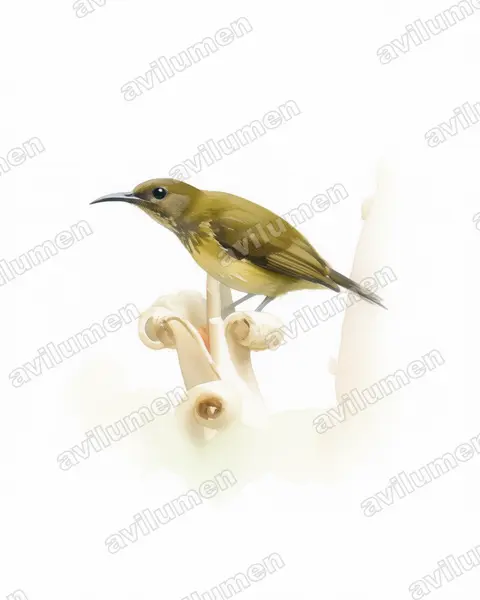 Ilustración en Acuarela: Kurochkinegramma hypogrammicum (Suimanga estriado)