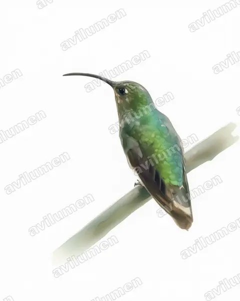 Illustration im Stil Aquarell: Samtbauchkolibri (Lafresnaya lafresnayi)