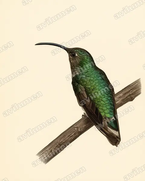 Illustration im Stil Historische Tafel: Samtbauchkolibri (Lafresnaya lafresnayi)