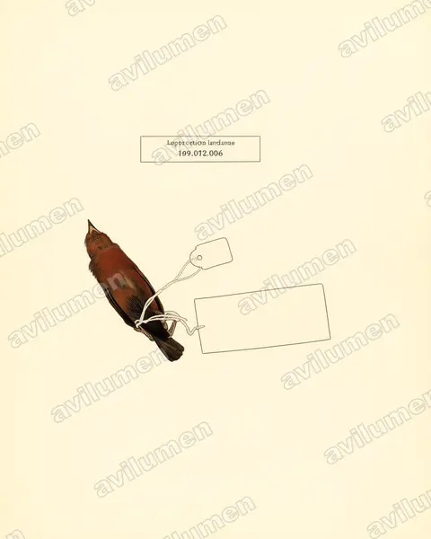 Vintage plate illustration: Lagonosticta landanae (Landana firefinch)