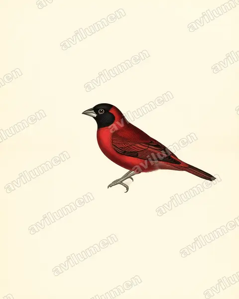 Illustration Planche ancienne : Lagonosticta larvata (Amarante vineux)