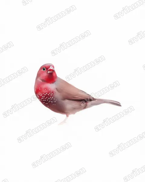 Ilustración en Acuarela: Lagonosticta nitidula (Amaranta parda)