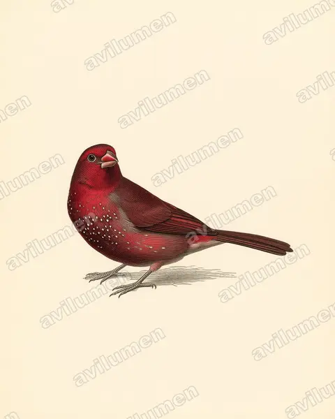Ilustración en Lámina antigua: Lagonosticta nitidula (Amaranta parda)