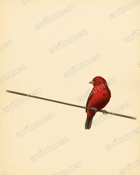 Illustration im Stil Historische Tafel: Schwarzbauchamarant (Lagonosticta rara)
