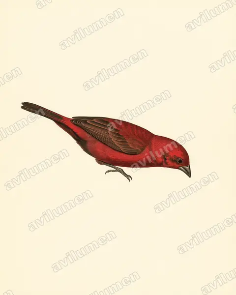 Illustration im Stil Historische Tafel: Rosenamarant (Lagonosticta rhodopareia)