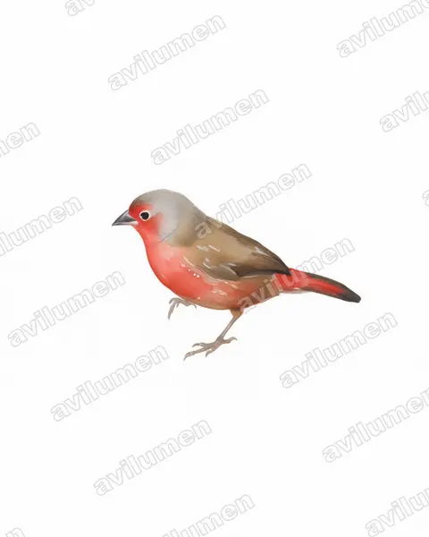 Illustration im Stil Aquarell: Dunkelamarant (Lagonosticta rubricata)