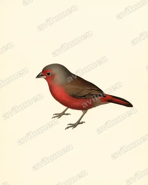 Illustration im Stil Historische Tafel: Dunkelamarant (Lagonosticta rubricata)