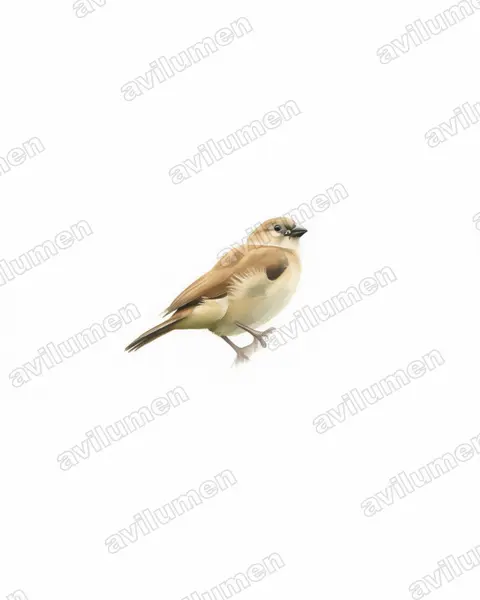 Watercolor illustration: Lagonosticta rufopicta (Bar-breasted firefinch)