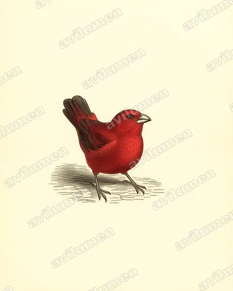 Ilustración en Lámina antigua: Lagonosticta sanguinodorsalis (Amaranta roquera)
