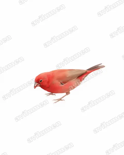 Ilustración en Acuarela: Lagonosticta senegala (Amaranta senegalesa)