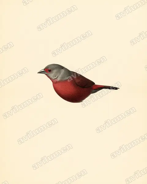 Illustration im Stil Historische Tafel: Reichenow-Amarant (Lagonosticta umbrinodorsalis)