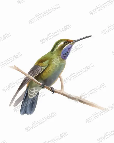 Ilustración en Acuarela: Lampornis amethystinus (Colibrí amatistino​)