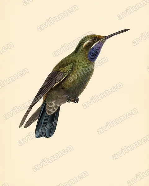 Ilustración en Lámina antigua: Lampornis amethystinus (Colibrí amatistino​)