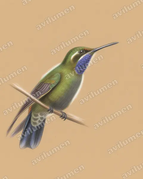 Ilustración en Lápiz de color: Lampornis amethystinus (Colibrí amatistino​)