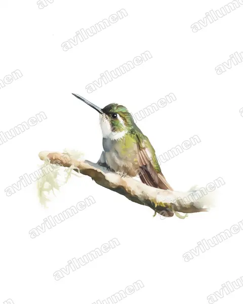 Illustration Aquarelle : Lampornis cinereicauda (Colibri à queue grise)