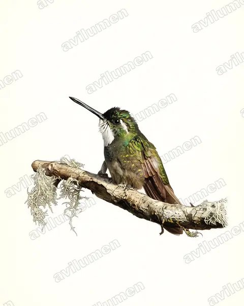 Illustration Planche ancienne : Lampornis cinereicauda (Colibri à queue grise)