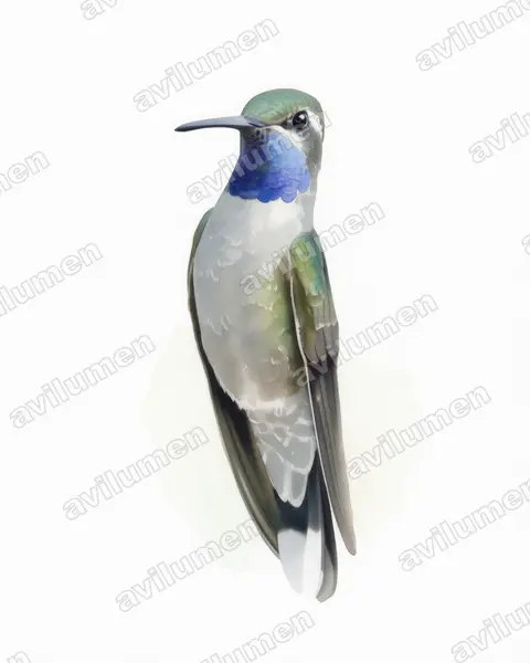 Illustration im Stil Aquarell: Blaukehlnymphe (Lampornis clemenciae)