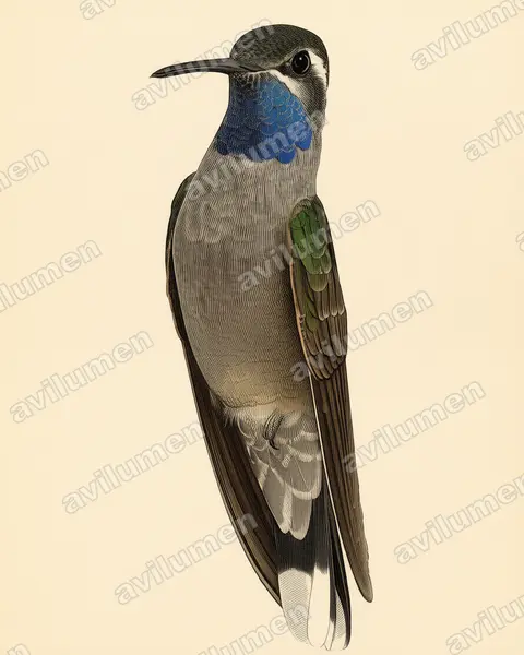 Illustration im Stil Historische Tafel: Blaukehlnymphe (Lampornis clemenciae)
