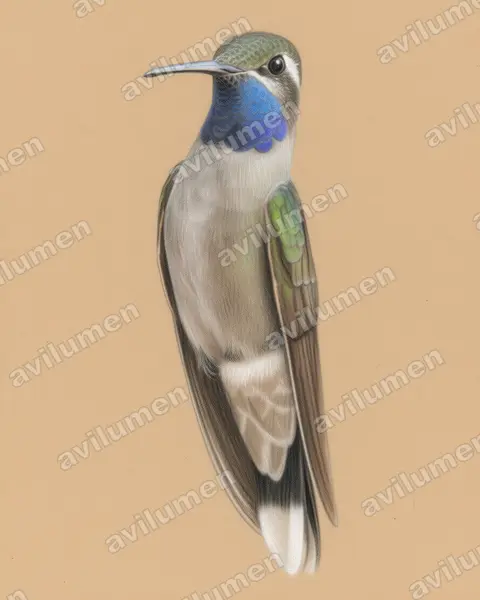 Illustration im Stil Buntstift: Blaukehlnymphe (Lampornis clemenciae)