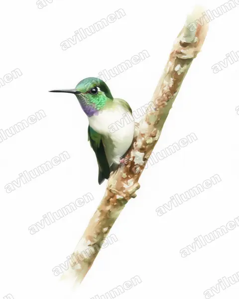 Watercolor illustration: Lampornis hemileucus (White-bellied mountaingem)