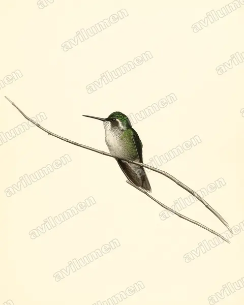 Illustration im Stil Historische Tafel: Grünbrustnymphe (Lampornis sybillae)