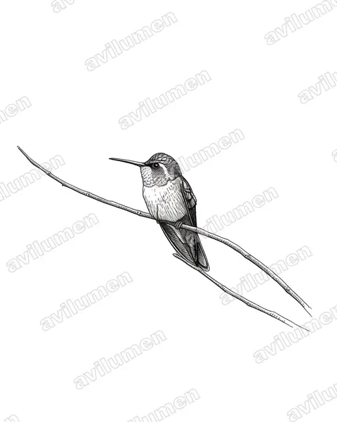 Illustration im Stil Tusche: Grünbrustnymphe (Lampornis sybillae)