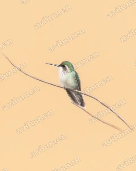 Illustration im Stil Buntstift: Grünbrustnymphe (Lampornis sybillae)