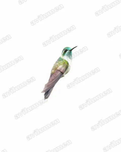 Illustration im Stil Aquarell: Grünkehlnymphe (Lampornis viridipallens)