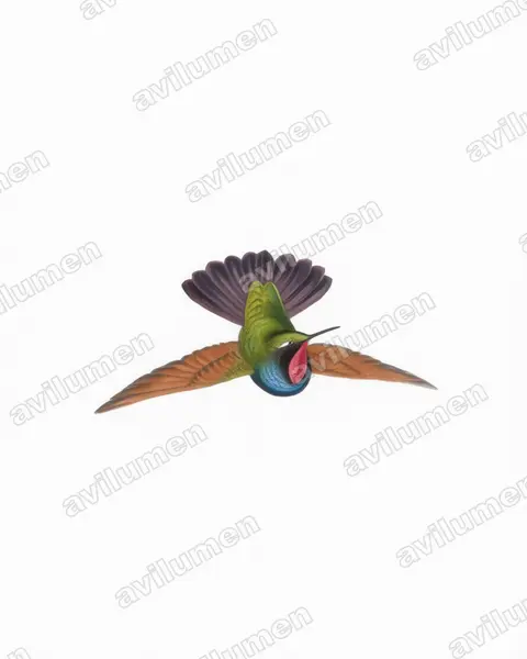 Watercolor illustration: Lamprolaima rhami (Garnet-throated Hummingbird)