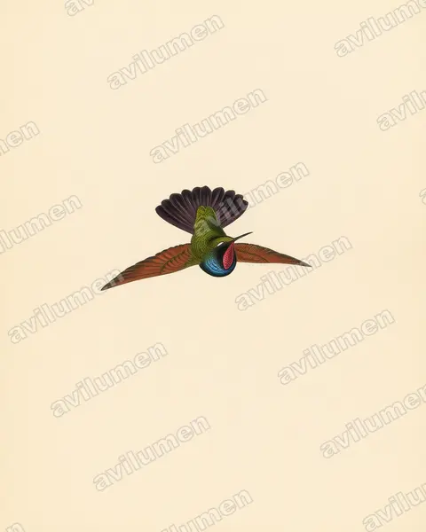 Vintage plate illustration: Lamprolaima rhami (Garnet-throated Hummingbird)
