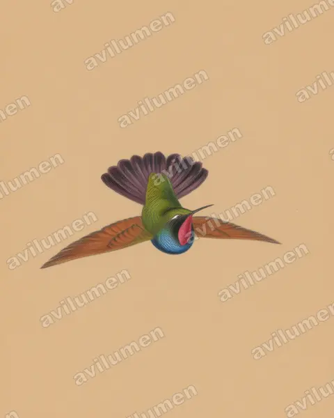 Colored pencil illustration: Lamprolaima rhami (Garnet-throated Hummingbird)