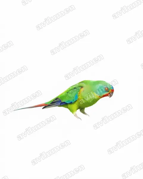 Illustration Aquarelle : Lathamus discolor (Perruche de Latham)