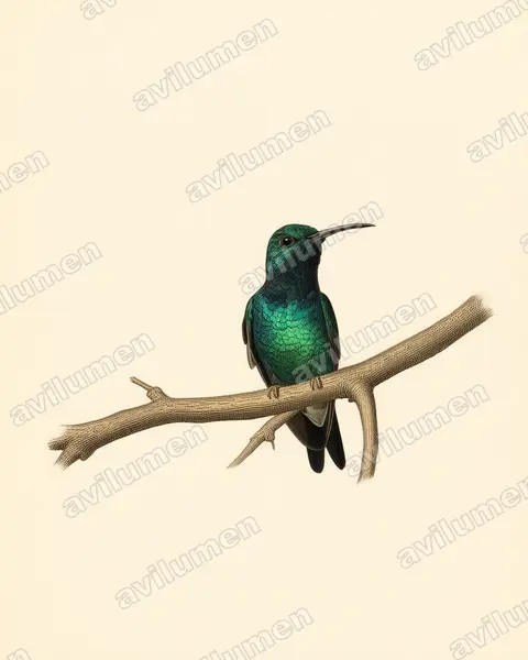 Ilustración en Lámina antigua: Lepidopyga goudoti (Chrysuronia goudoti)