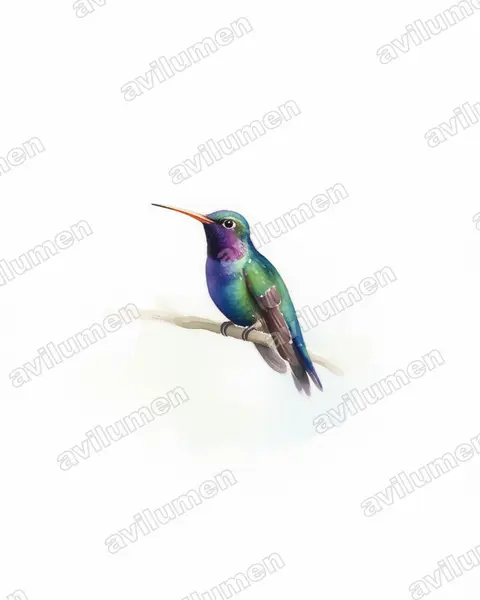 Ilustración en Acuarela: Lepidopyga lilliae (Chrysuronia lilliae)