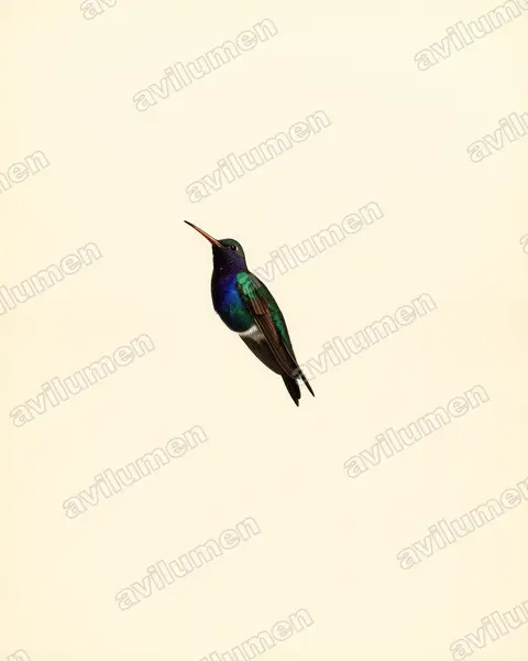 Ilustración en Lámina antigua: Lepidopyga lilliae (Chrysuronia lilliae)
