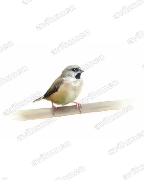 Watercolor illustration: Lepidopygia nana (Madagascar mannikin)