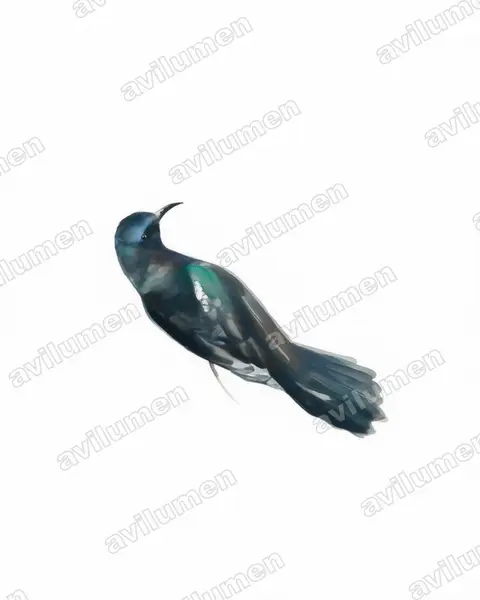 Watercolor illustration: Leptocoma calcostetha (Copper-throated Sunbird)