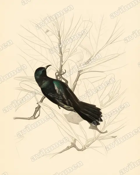 Vintage plate illustration: Leptocoma calcostetha (Copper-throated Sunbird)