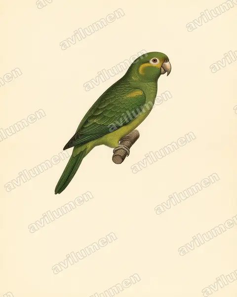 Ilustración en Lámina antigua: Leptosittaca branickii (Perico paramuno)